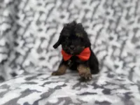 Danny, a male Cavalier King Charles Spaniel and Poodle - Miniature  for sale in Lakeland, FL – 8 of 9