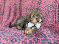 Oscar, a male Miniature Aussiedoodle for sale in Lakeland, FL – 9 of 9
