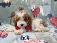 Tater, a male Poodle - Miniature  for sale in Lakeland, FL – 5 of 10