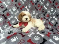 Lucky, a male Cockapoo for sale in Lakeland, FL – 6 of 10