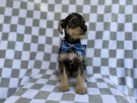Alex, a male Miniature Schnauzer for sale in Lakeland, FL – 4 of 9