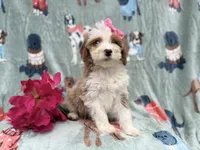 Annie, a female Cockapoo and Poodle - Miniature  for sale in Lakeland, FL – Photo 9 of 9