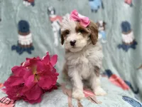 Annie, a female Cockapoo and Poodle - Miniature  for sale in Lakeland, FL – Photo 3 of 9
