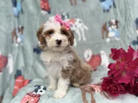 Annie, a female Cockapoo and Poodle - Miniature  for sale in Lakeland, FL – Photo 1 of 9