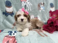 Annie, a female Cockapoo and Poodle - Miniature  for sale in Lakeland, FL – Photo 2 of 9