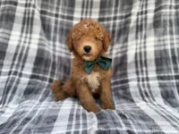 Ozzy, a male Miniature Aussiedoodle for sale in Lakeland, FL – 4 of 7