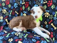 Buck, a male Miniature Australian Shepherd for sale in Lakeland, FL – 4 of 9