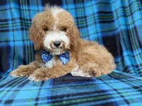 Pablo, a male Cockapoo for sale in Lakeland, FL – 8 of 8
