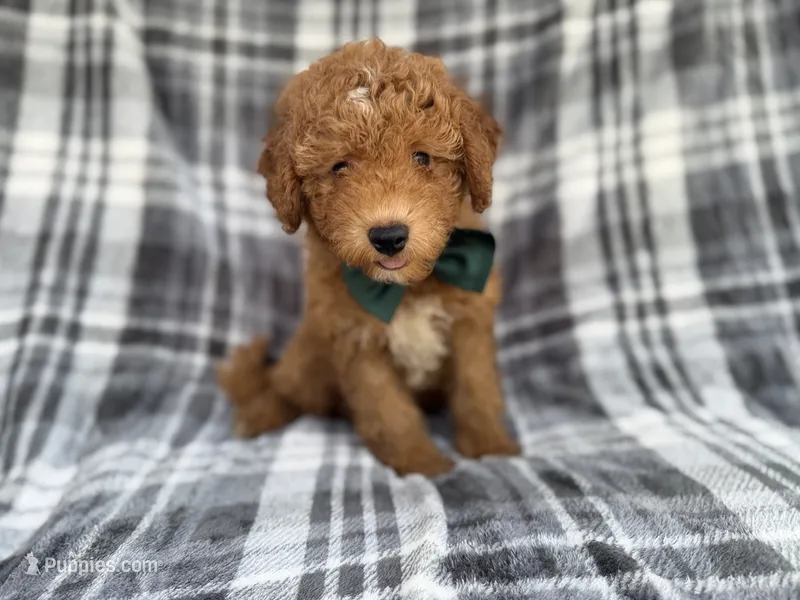 Ozzy – Miniature Aussiedoodle puppy for sale in Lakeland, FL
