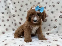 Bailey, a female Cavapoo for sale in Lakeland, FL – 4 of 8