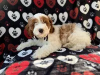 Talon, a male Cockapoo for sale in Lakeland, FL – 2 of 9