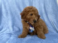 Dash, a male Miniature Goldendoodle for sale in Lakeland, FL – 7 of 9