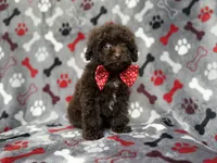 Benson, a male Shihpoo and Poodle - Miniature  for sale in Lakeland, FL – 2 of 9