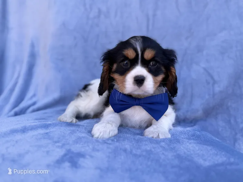 Goonie – Cavalier King Charles Spaniel puppy for sale in Lakeland, FL