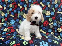Larry, a male Cockapoo for sale in Lakeland, FL – 3 of 9