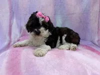 Fern, a female Cockapoo for sale in Lakeland, FL – 6 of 7
