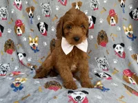 Bear, a male Cavapoo for sale in Lakeland, FL – 6 of 7