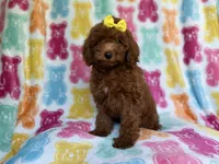 Buttons, a female Yorkipoo for sale in Lakeland, FL – 6 of 9