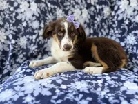 Bindi, a female Miniature Australian Shepherd for sale in Lakeland, FL – 8 of 8
