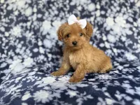 Fergi, a female Cockapoo and Poodle - Miniature  for sale in Lakeland, FL – 4 of 8