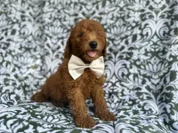 Leon, a male Goldendoodle for sale in Lakeland, FL – 7 of 10