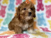 Bree, a female Yorkipoo for sale in Lakeland, FL – 5 of 10