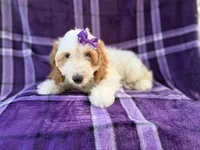 Tara, a female Cockapoo for sale in Lakeland, FL – 6 of 10