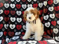 Talon, a male Cockapoo for sale in Lakeland, FL – 7 of 9
