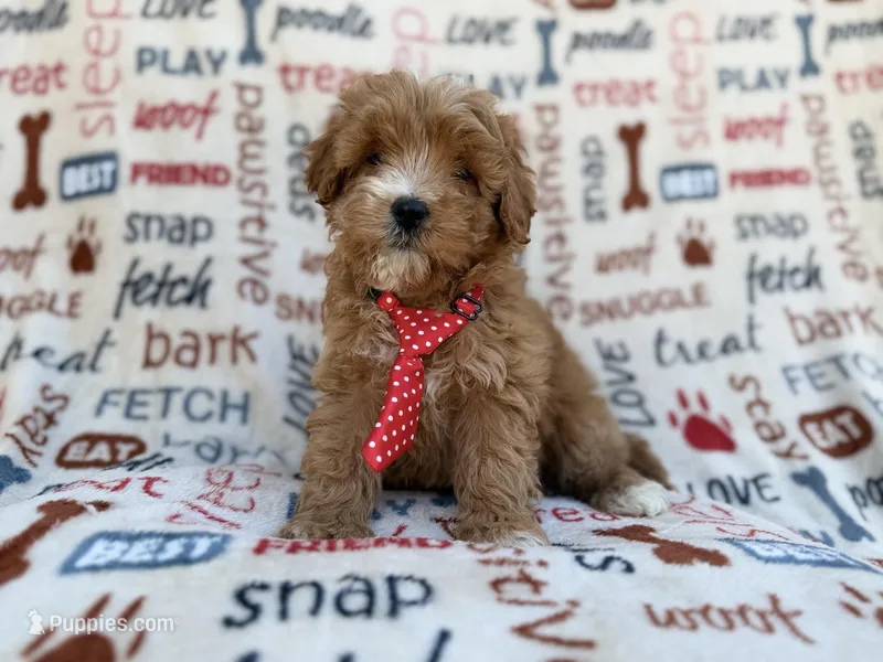 Scrappy – Cavalier King Charles Spaniel, Poodle - Miniature  puppy for sale in Lakeland, FL