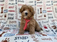 Scrappy, a male Cavalier King Charles Spaniel and Poodle - Miniature  for sale in Lakeland, FL – Photo 1 of 9