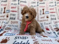 Scrappy, a male Cavalier King Charles Spaniel and Poodle - Miniature  for sale in Lakeland, FL – Photo 2 of 9