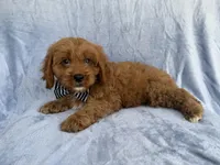 Bronx, a male Cavapoo for sale in Lakeland, FL – 4 of 7