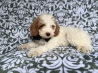 Jax, a male Cockapoo and Poodle - Miniature  for sale in Lakeland, FL – 8 of 8
