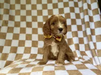 Marshall, a male Cavapoo for sale in Lakeland, FL – 8 of 9