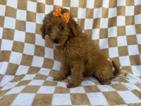 Ohana, a female Miniature Aussiedoodle for sale in Lakeland, FL – 5 of 8