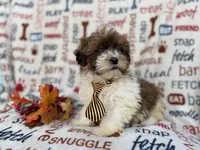 Travis, a male Shihpoo for sale in Lakeland, FL – Photo 7 of 9
