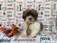 Travis, a male Shihpoo for sale in Lakeland, FL – Photo 8 of 9