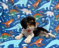 Tigger, a male Beagle for sale in Lakeland, FL – 5 of 7