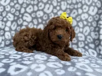Bailey, a female Cockapoo and Poodle - Miniature  for sale in Lakeland, FL – Photo 6 of 8