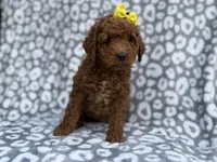 Bailey, a female Cockapoo and Poodle - Miniature  for sale in Lakeland, FL – Photo 2 of 8