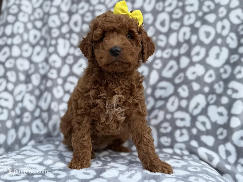 Bailey – Cockapoo, Poodle - Miniature  puppy for sale in Lakeland, FL