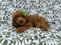 Dolly, a female Cavapoo for sale in Lakeland, FL – 6 of 8