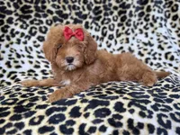 Sassy, a female Cavapoo for sale in Lakeland, FL – 3 of 10