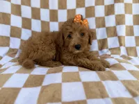Ohana, a female Miniature Aussiedoodle for sale in Lakeland, FL – 1 of 8