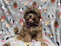 Drake, a male Shihpoo for sale in Lakeland, FL – 5 of 8
