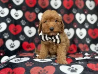 Abe, a male Cavapoo for sale in Lakeland, FL – 6 of 8