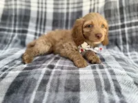 Trout, a male Cockapoo for sale in Lakeland, FL – 8 of 8