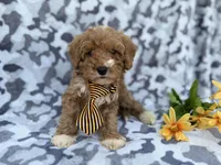 Titus, a male Cavapoo and Poodle - Miniature  for sale in Lakeland, FL – Photo 9 of 9