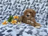 Titus, a male Cavapoo and Poodle - Miniature  for sale in Lakeland, FL – Photo 4 of 9