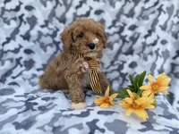 Titus, a male Cavapoo and Poodle - Miniature  for sale in Lakeland, FL – Photo 7 of 9